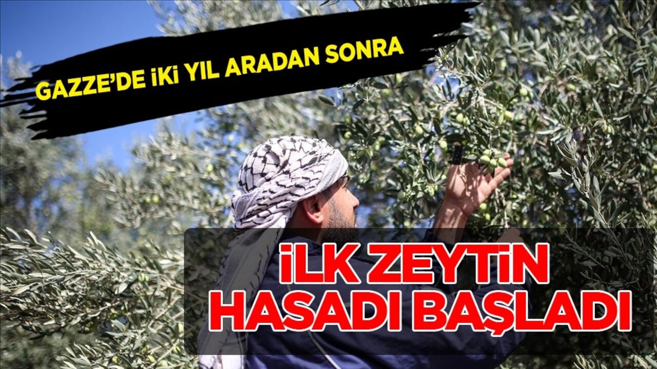 Gazze iki yıl aradan sonra ilk hasadını yaptı: Zeytin sevindirdi... Zarar yüzde 85'e yükseldi! UNRWA paylaştı