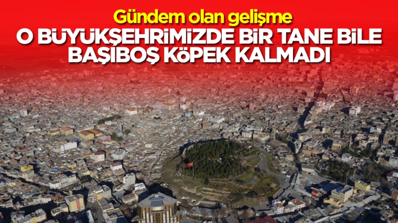 Gündem olan gelişme: O büyükşehrimizde bir tane bile başıboş sokak köpeği kalmadı