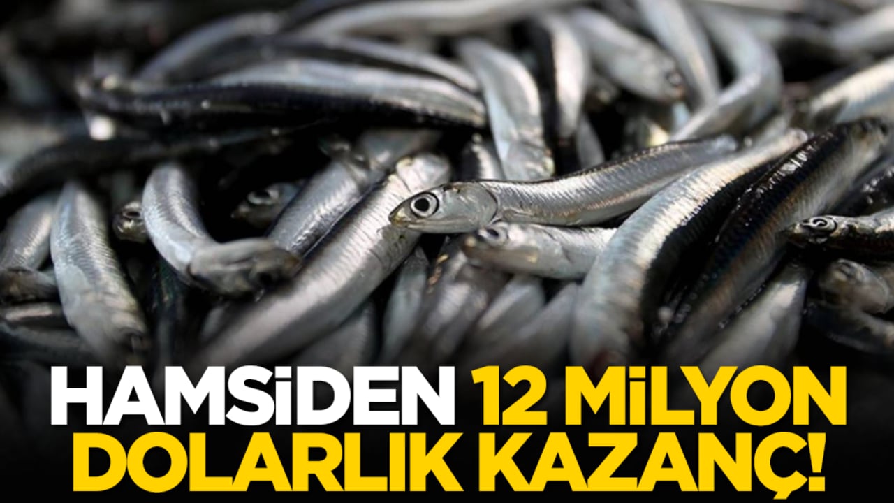 Hamsiden 12 milyon dolarlık kazanç!