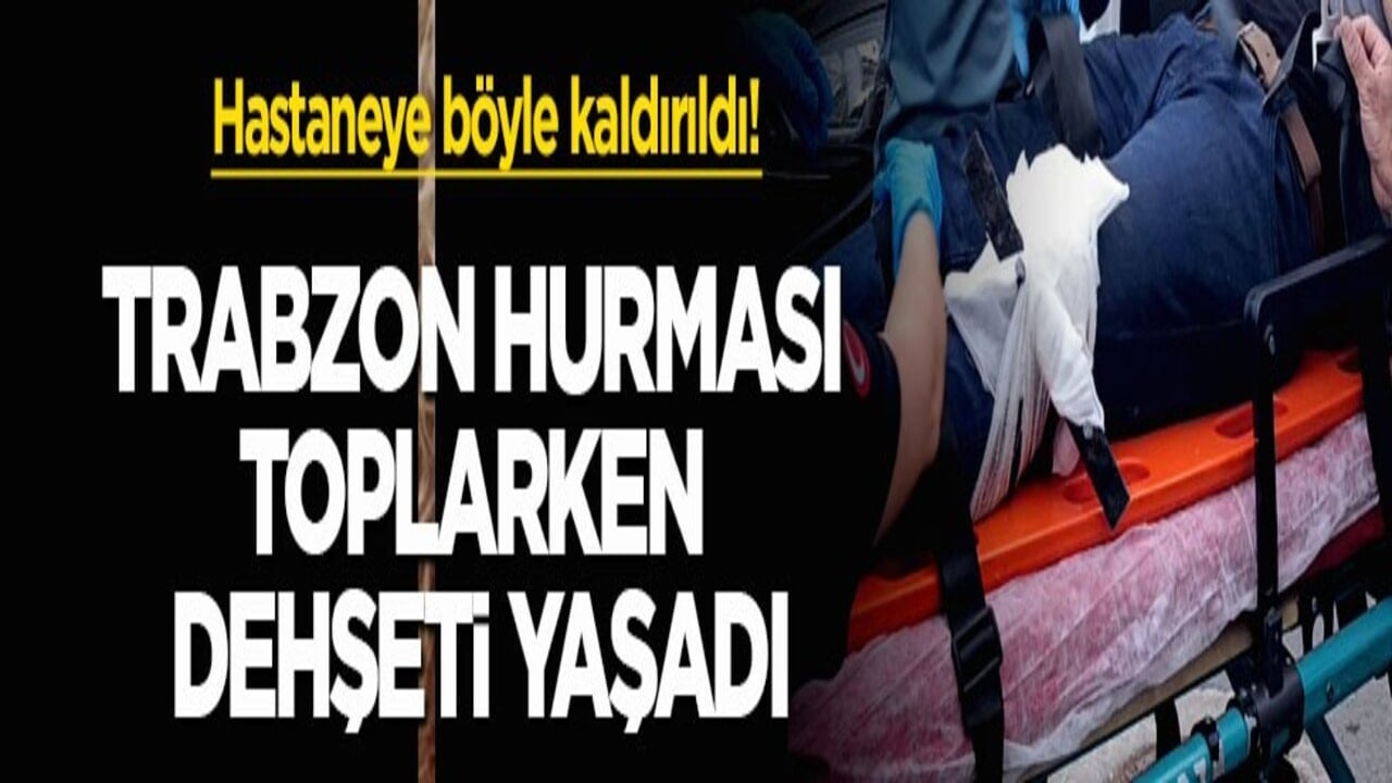 Hastaneye böyle kaldırıldı! Trabzon hurması toplarken dehşeti yaşadı!