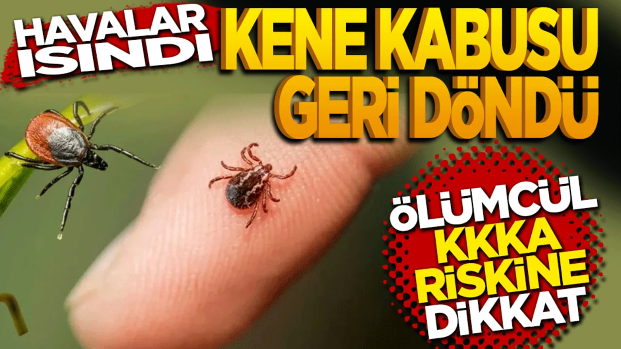 Havalar ısındı, kene kabusu geri döndü: Ölümcül KKKA riskine karşı uzman uyarısı