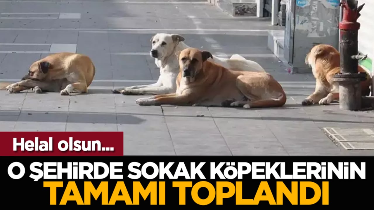 Helal olsun... O şehirde sokak köpeklerinin tamamı toplandı