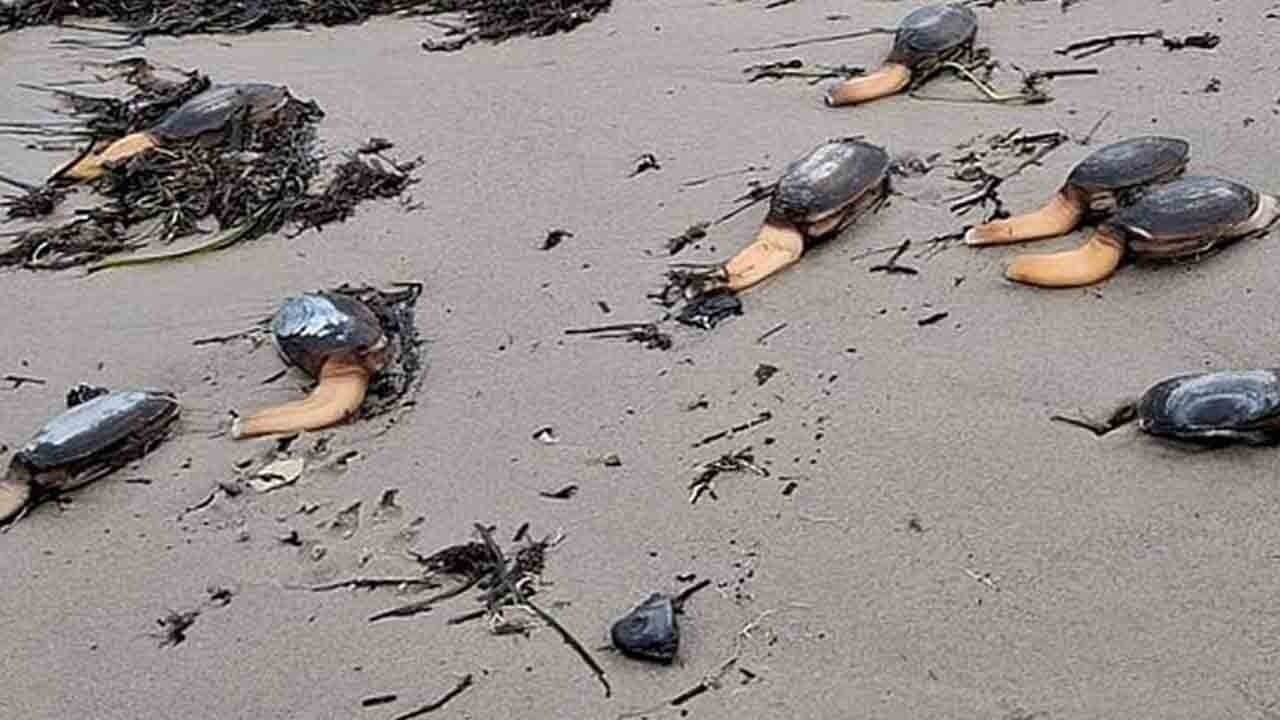 İngiltere kıyılarında uzaylı paniği: Sahile vuran midyeler şaşkınlık oluşturdu