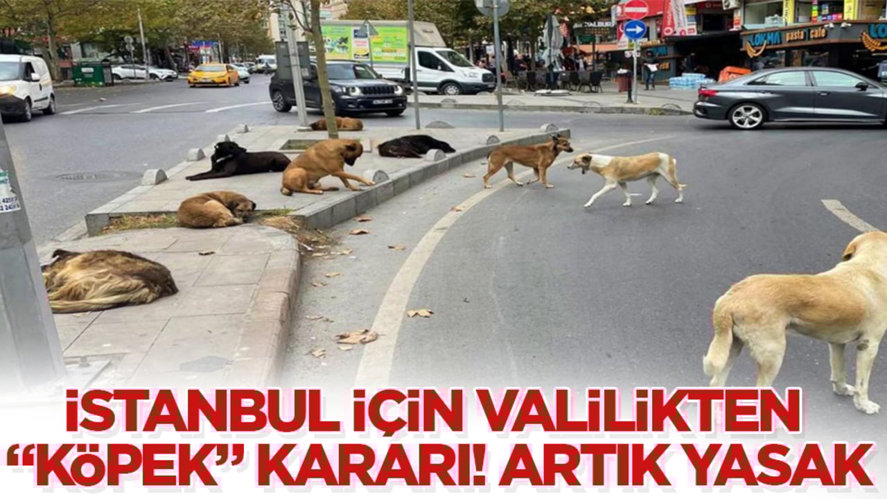 İstanbul için valilikten "köpek" kararı! Artık yasak