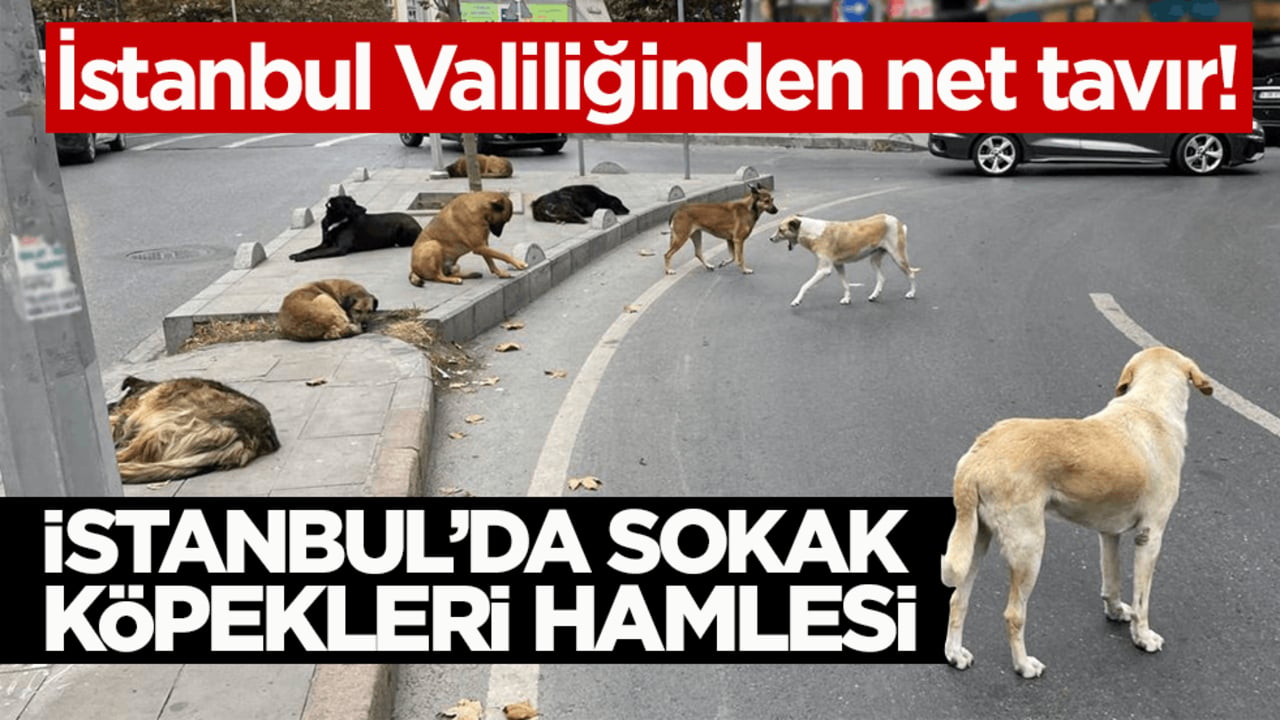 İstanbul Valiliğinden net tavır! İstanbul’da sokak köpekleri hamlesi