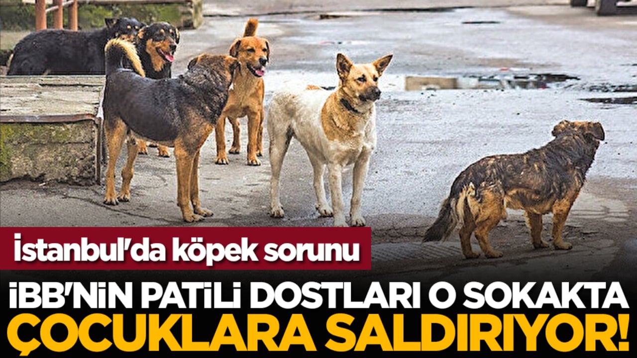İstanbul'da köpek sorunu: İBB'nin patili dostları o sokakta çocuklara saldırıyor!
