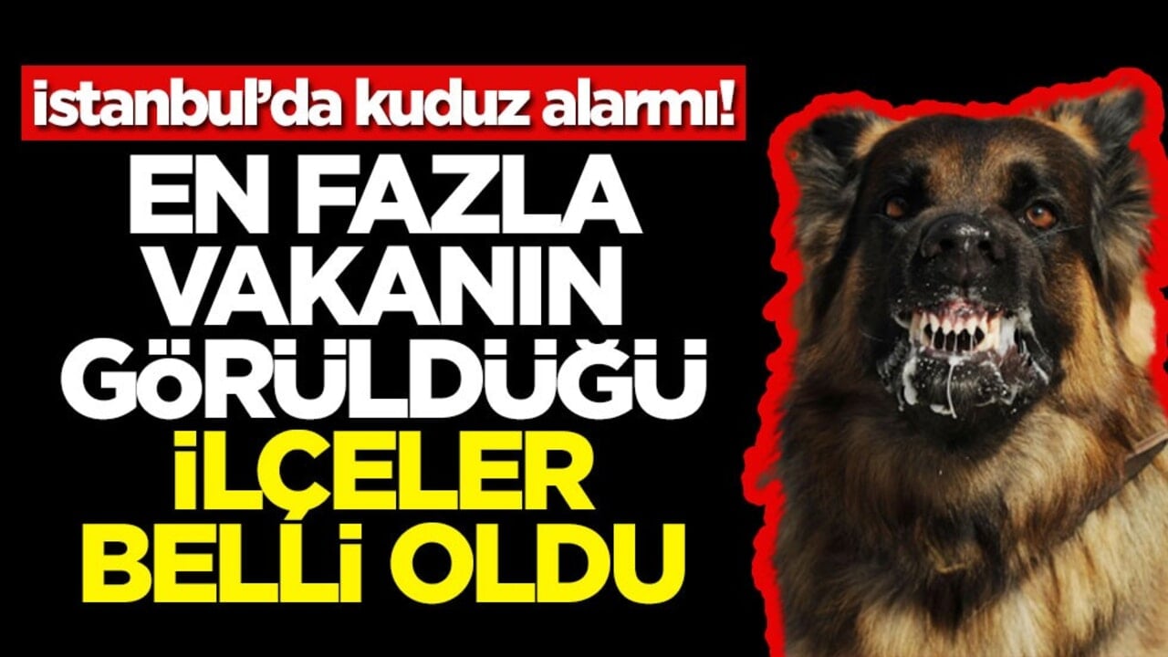 İstanbul’da kuduz alarmı! En fazla vakanın görüldüğü ilçeler belli oldu