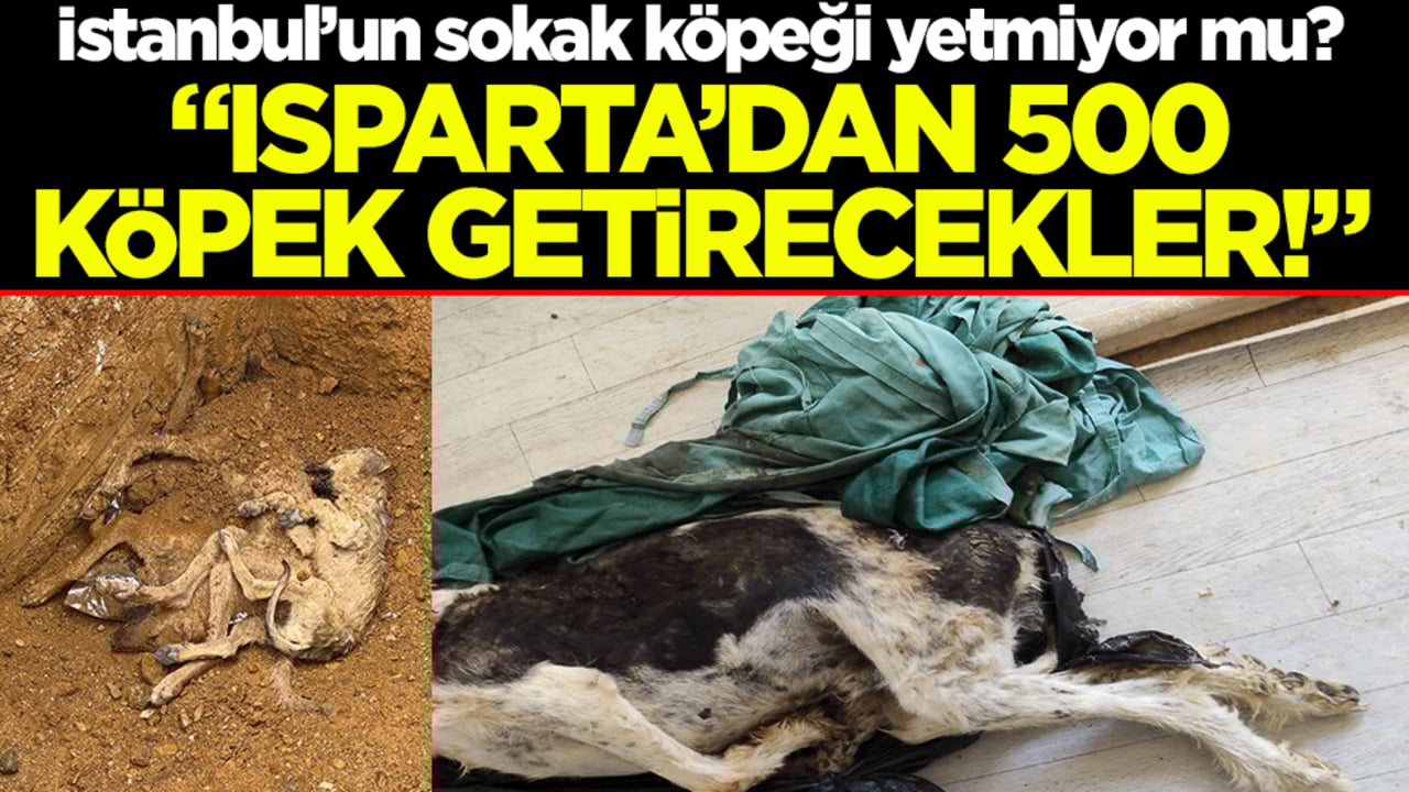 İstanbul’un sokak köpeği yetmiyor mu? "Isparta’dan 500 köpek getirecekler!"