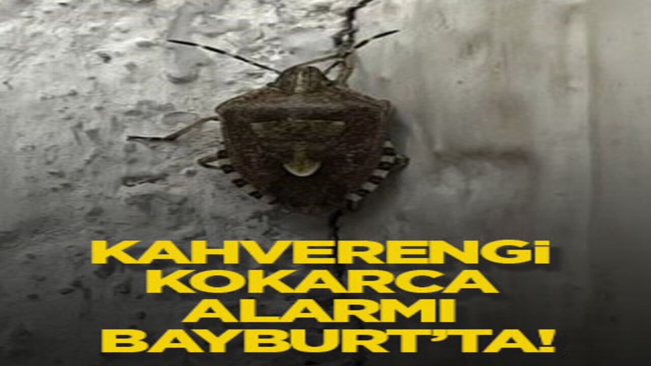 Kahverengi kokarca alarmı Bayburt’ta!