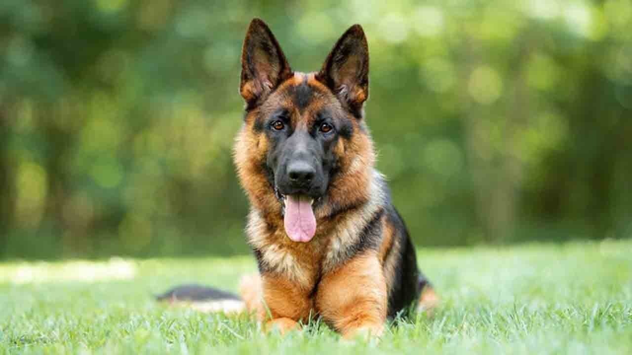 Kartel ona savaş açtı: Efsane burun görevde