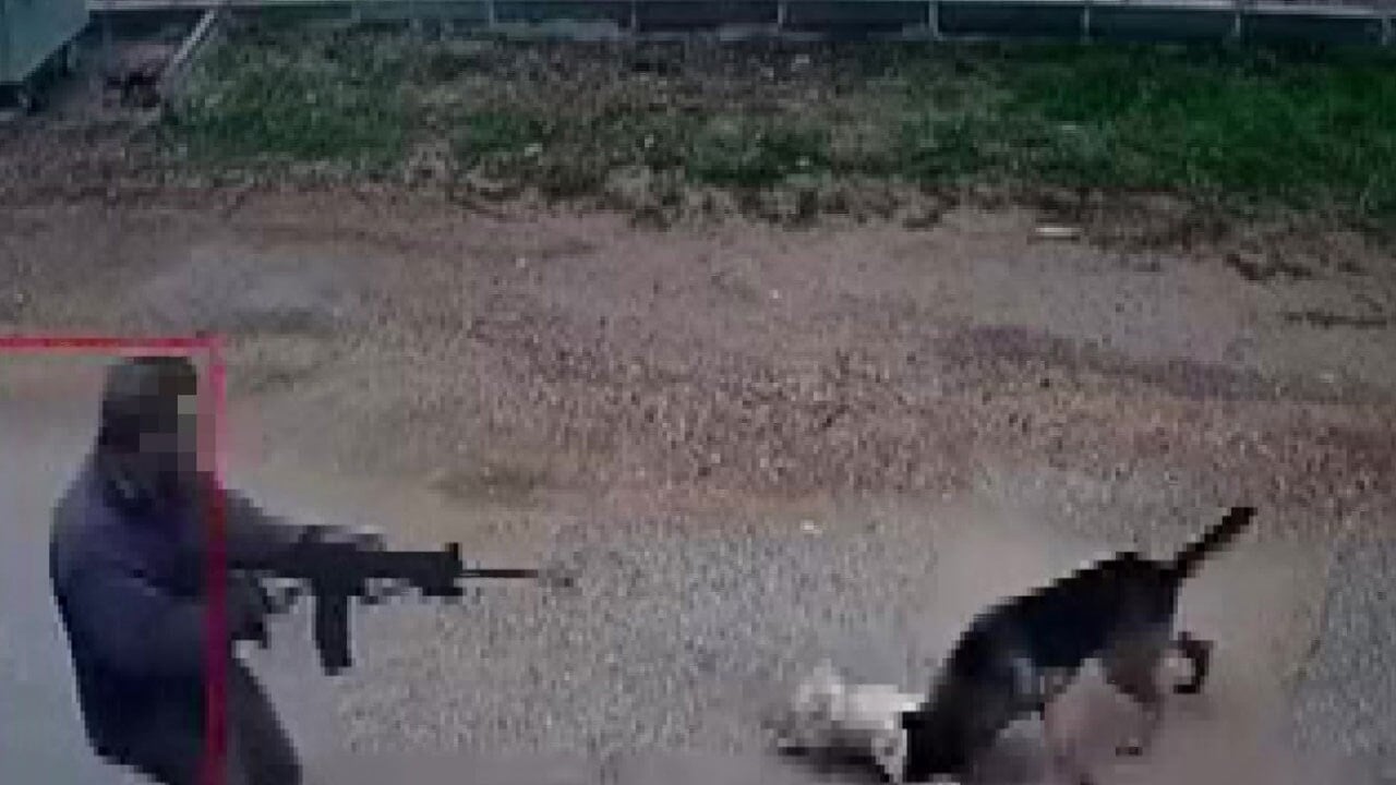 Kavga eden köpekleri izledi! Ardından tüfekle peş peşe ateş edip öldürdü