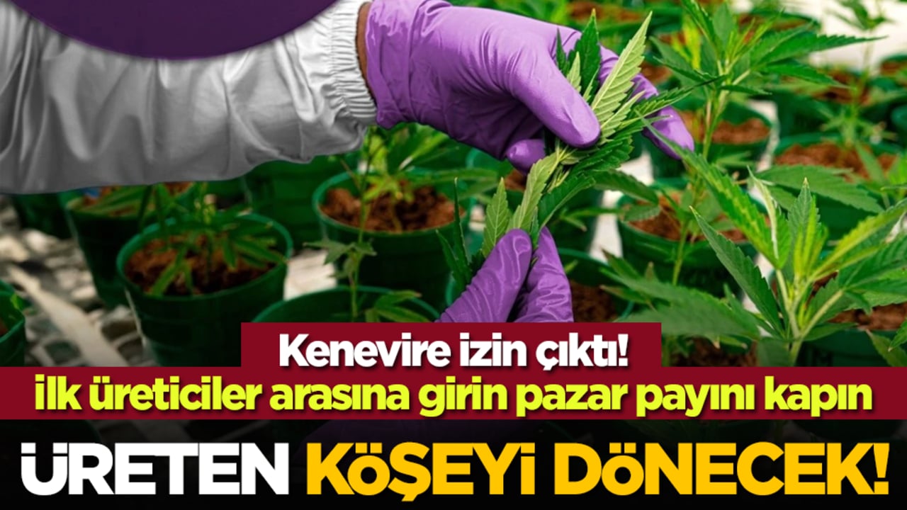 Kenevire izin çıktı! Üreten köşeyi dönecek! İlk üreticiler arasına girin pazar payını kapın