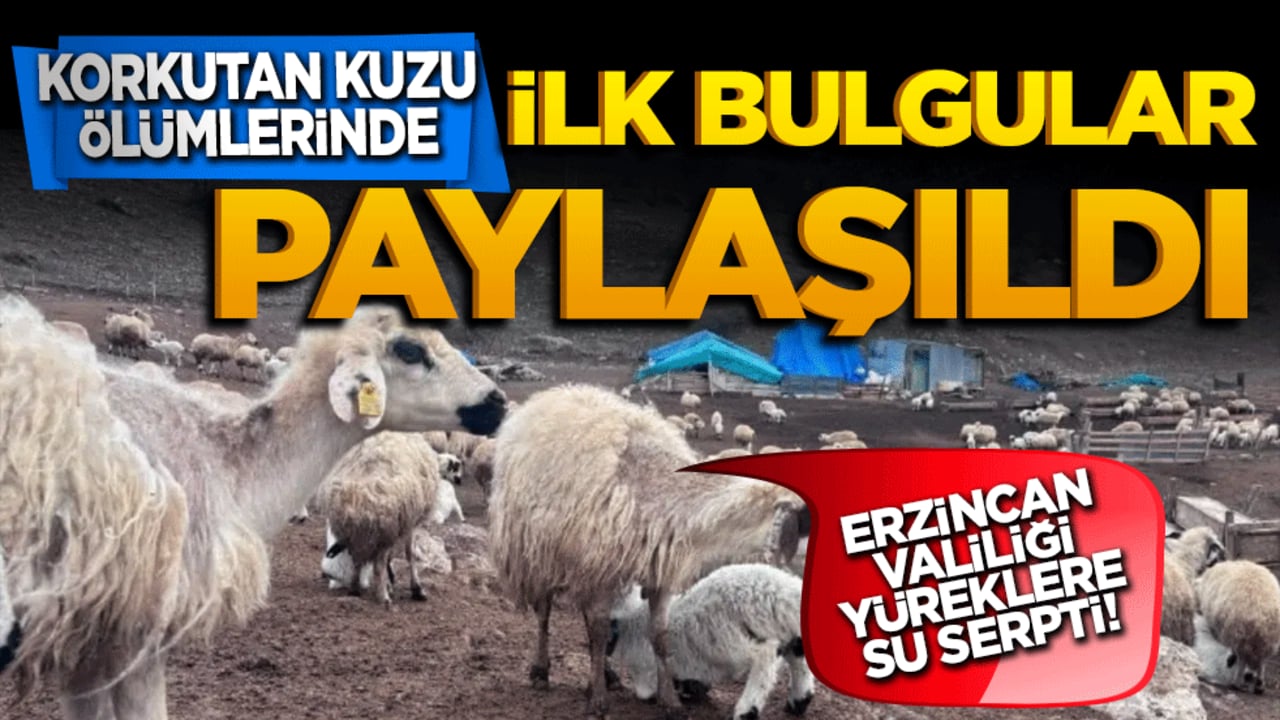 Korkutan kuzu ölümlerinde ilk bulgular paylaşıldı! Erzincan Valiliği yüreklere su serpti!