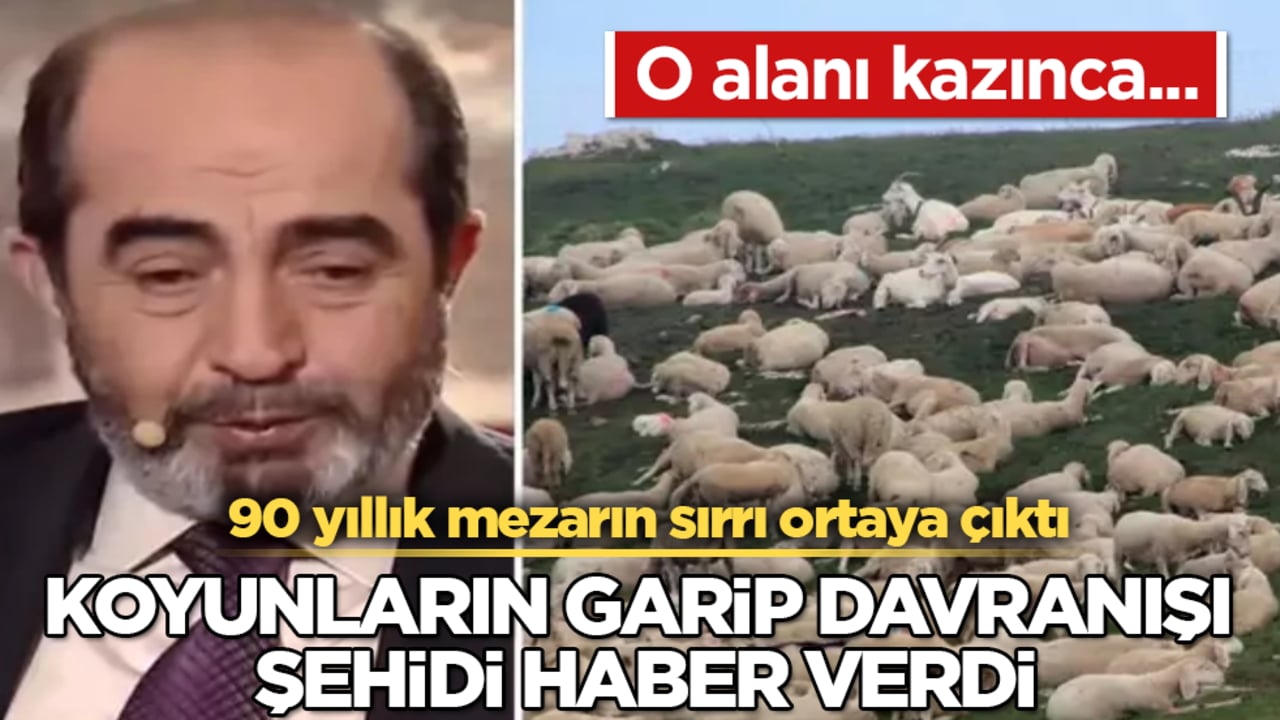 Koyunların garip davranışı şehidi haber verdi! 90 yıllık mezarın sırrı ortaya çıktı: O alanı kazınca...