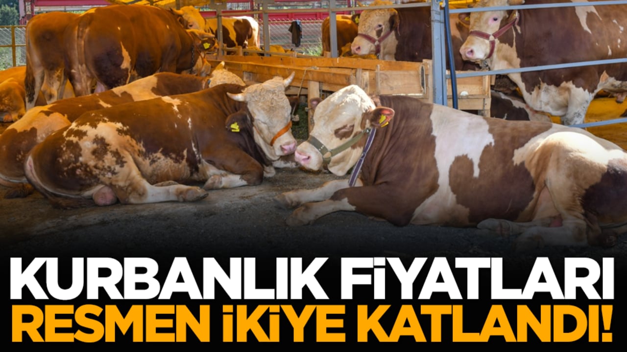 Kurbanlık fiyatları resmen ikiye katlandı!