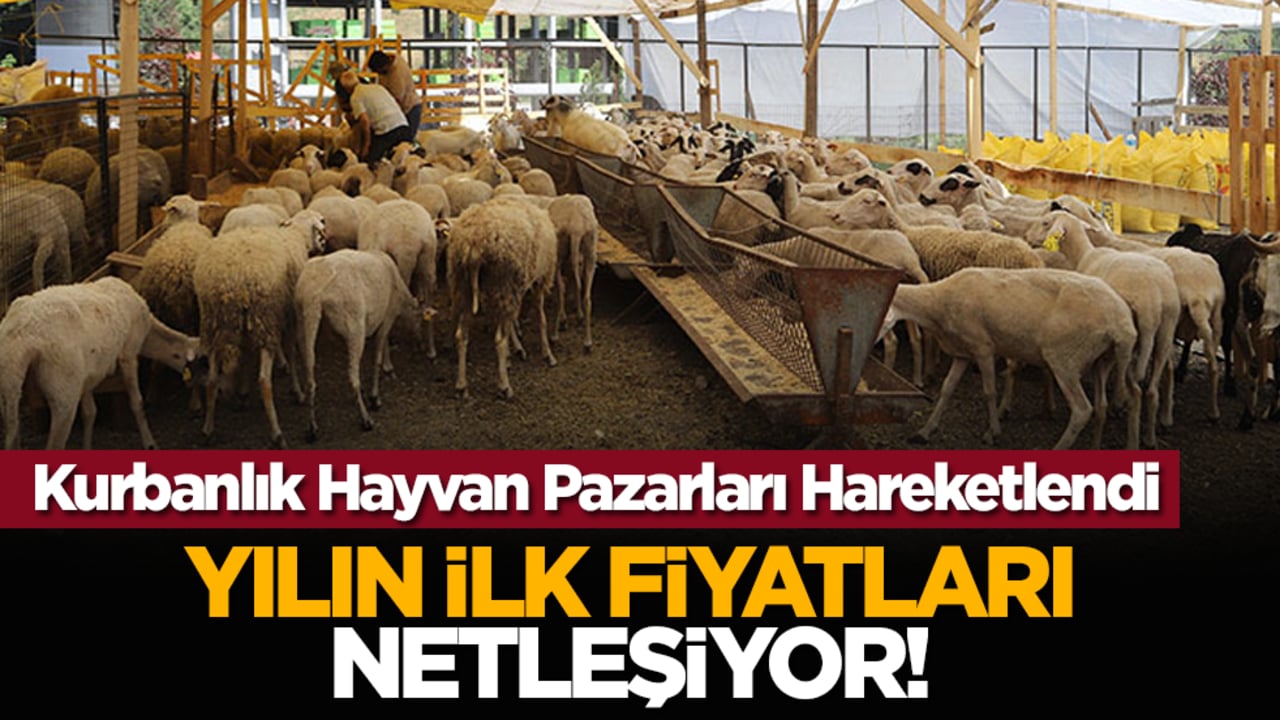 Kurbanlık Hayvan Pazarları Hareketlendi: Yılın İlk Fiyatları Netleşiyor