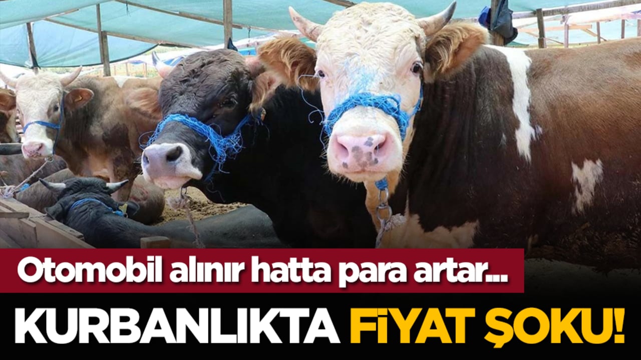 Kurbanlıkta fiyat şoku! Otomobil alınır hatta para artar...