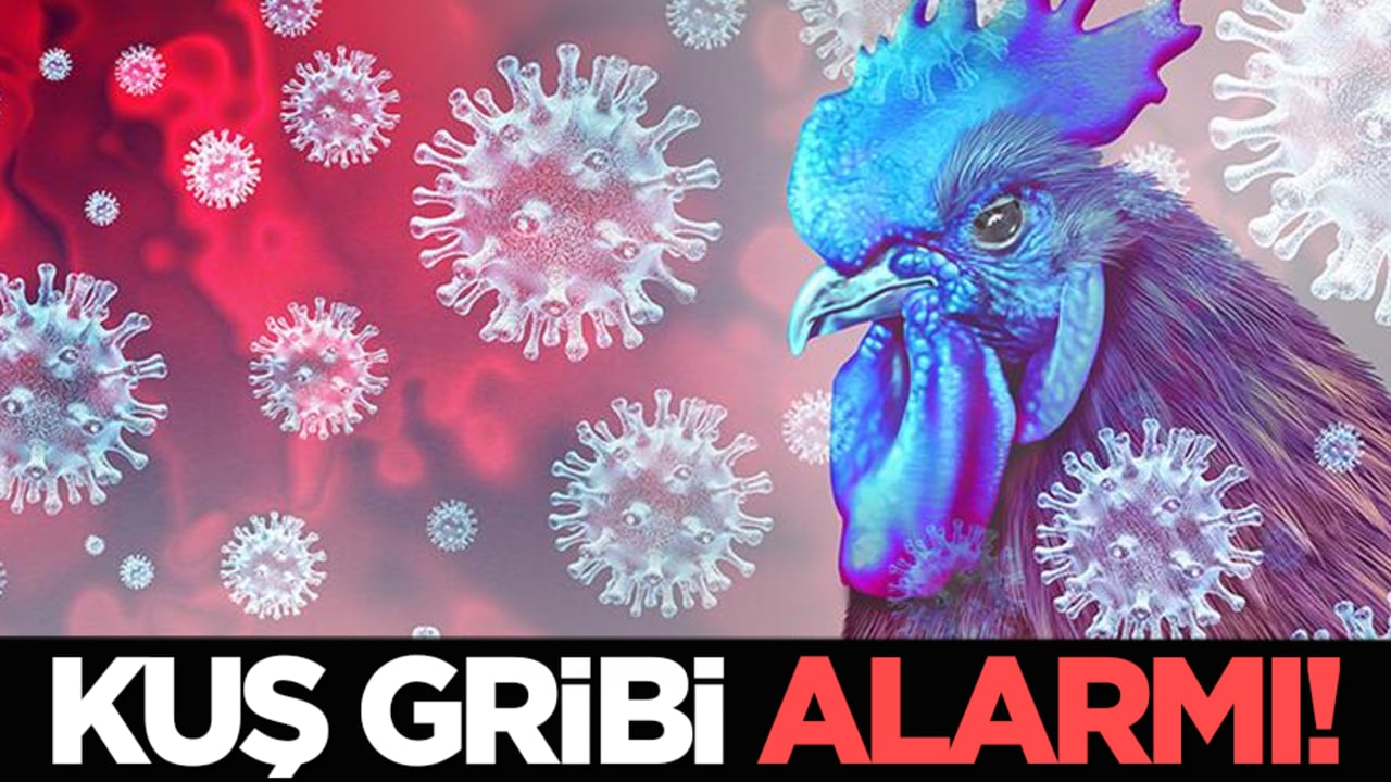 Kuş gribi alarmı!
