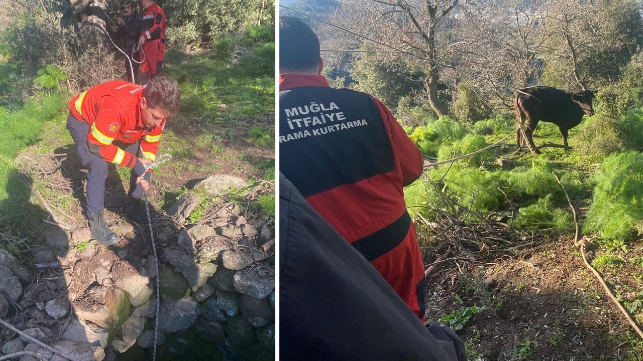 Kuyuya düşen buzağı seferberliği!