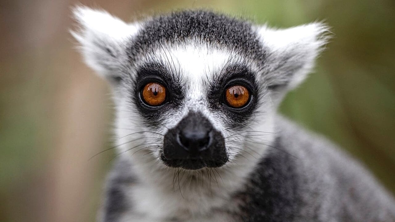 Lüks talep lemurları bitiriyor: Gizli et pazarı yok oluşu hızlandırıyor