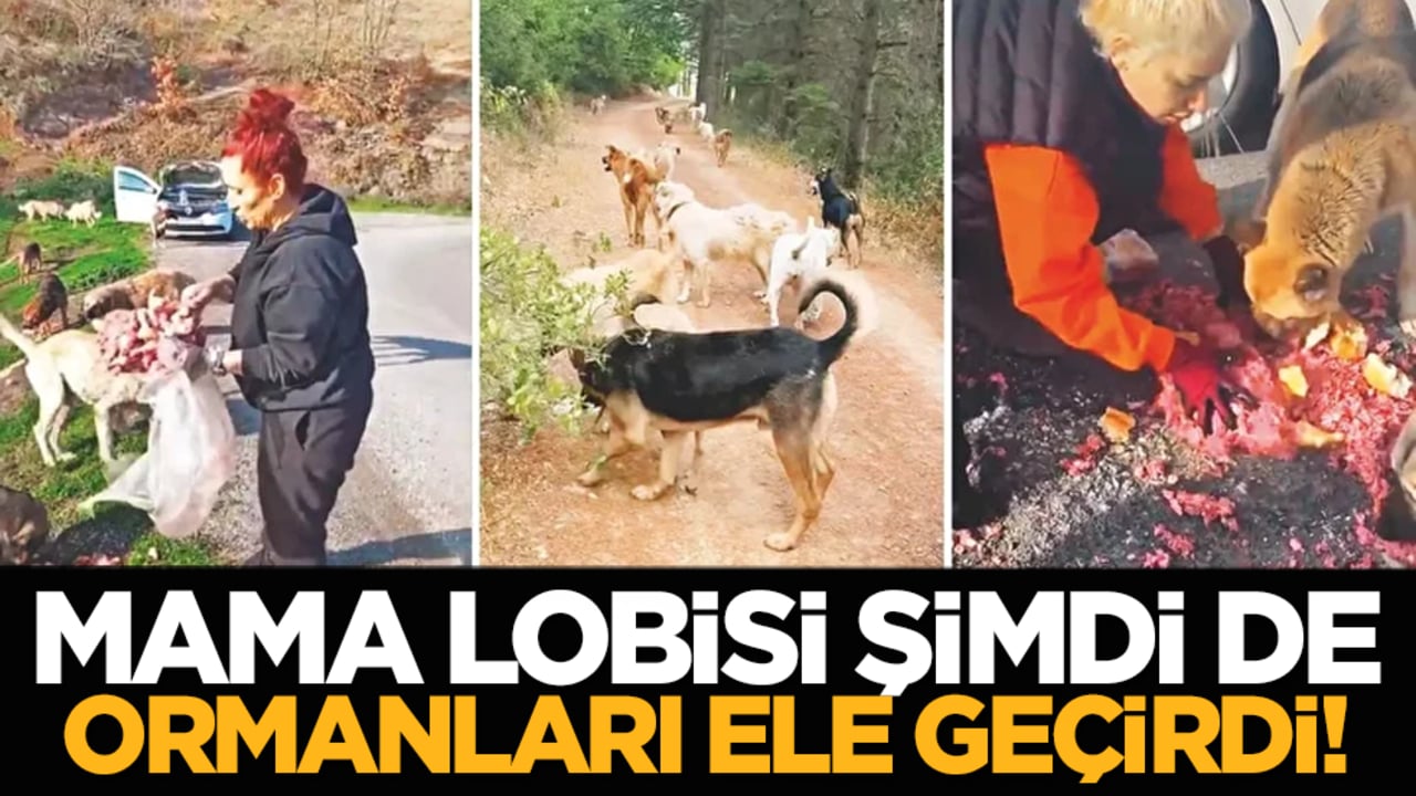 Mama lobisi şimdi de ormanları ele geçirdi!