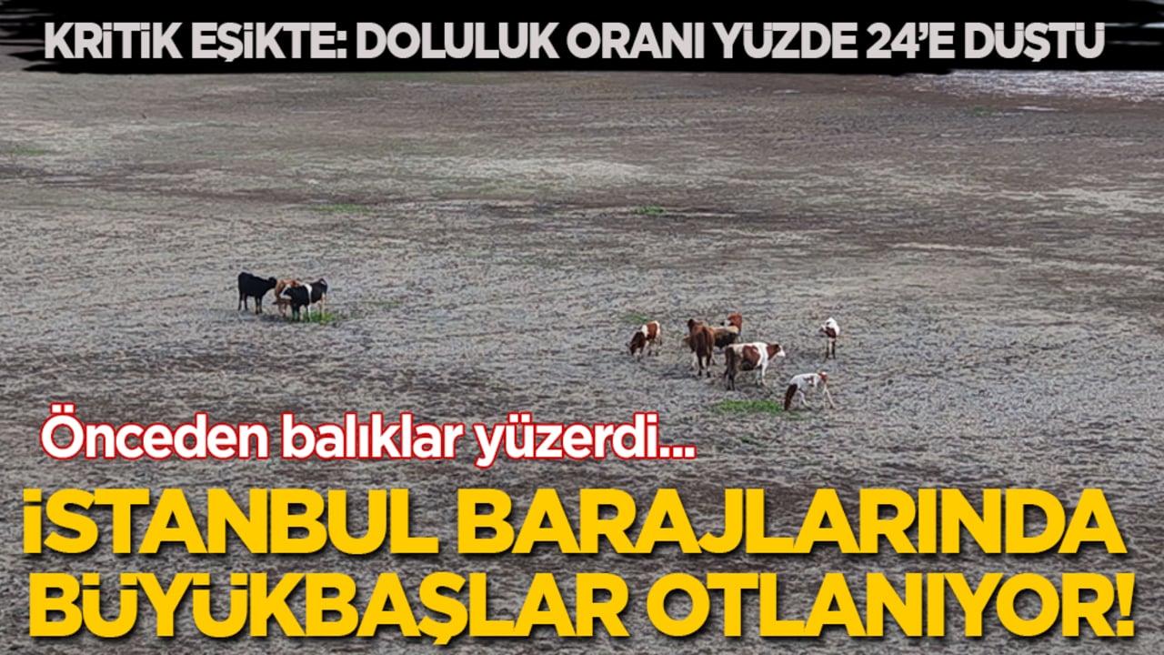 Önceden balıkların yüzdüğü İstanbul barajlarında artık büyükbaşlar otlanıyor!