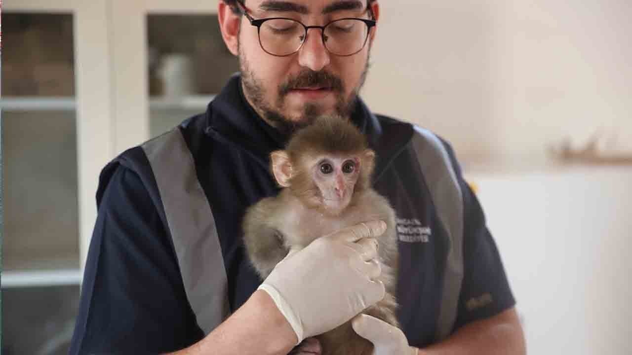 Portakal koruma altına alındı: Uyuşturucu evinde maymun yakalandı