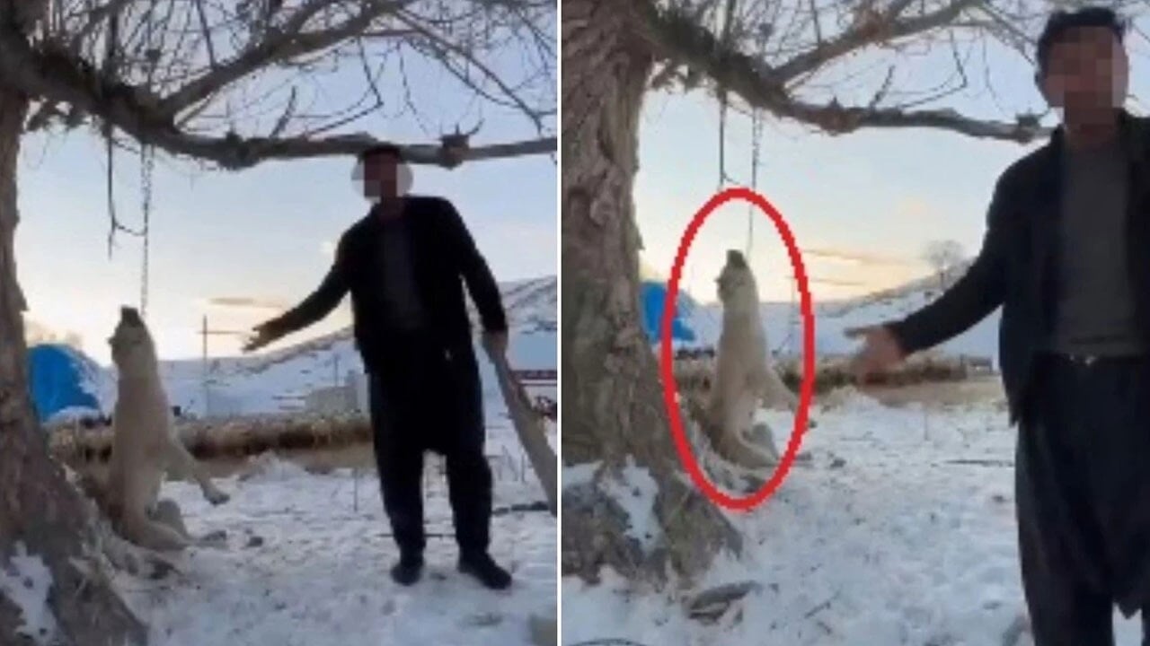 Ruh hastası manyak: Köpeğini 'çok yiyor' diye asarak idam etti