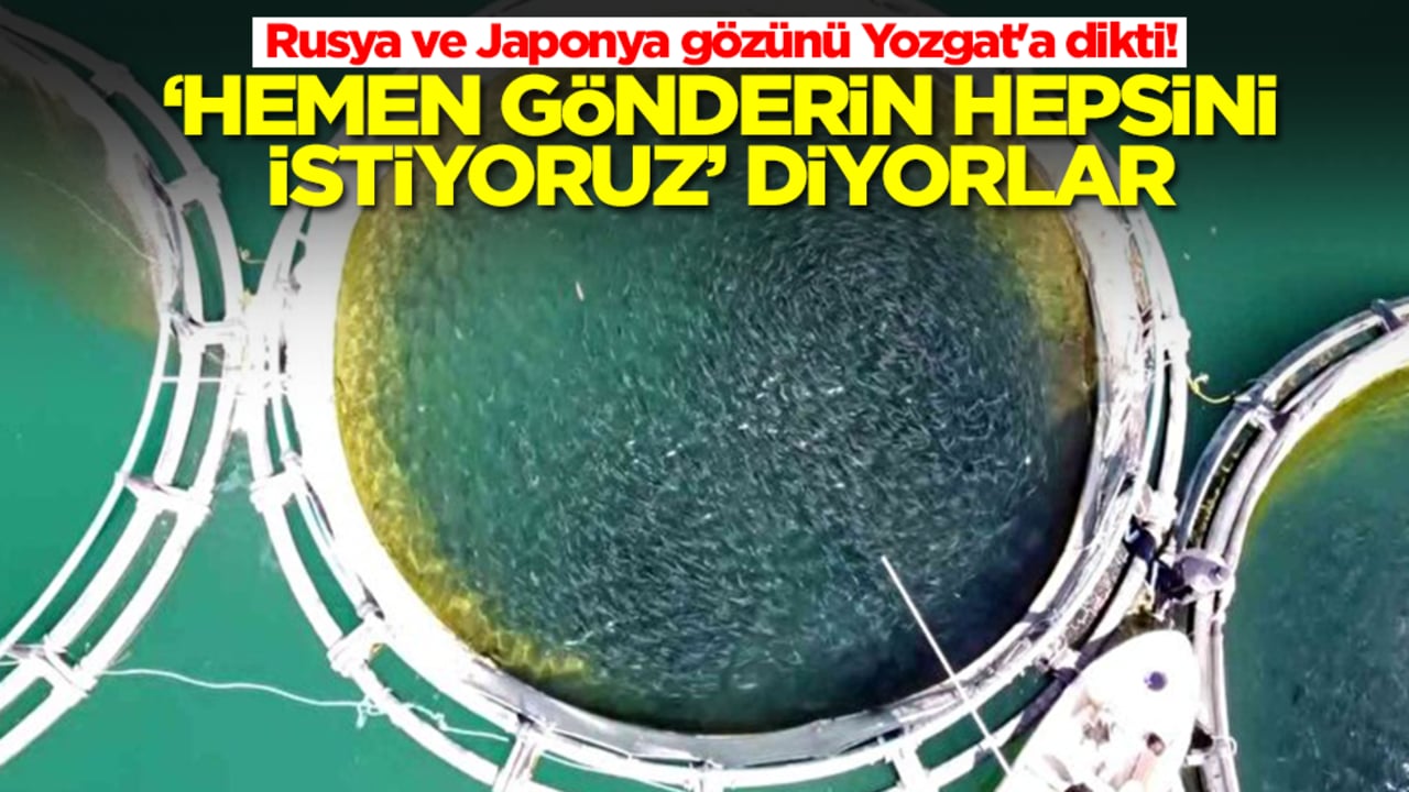 Rusya ve Japonya gözünü Yozgat'a dikti! 'Hemen gönderin hepsini istiyoruz' diyorlar