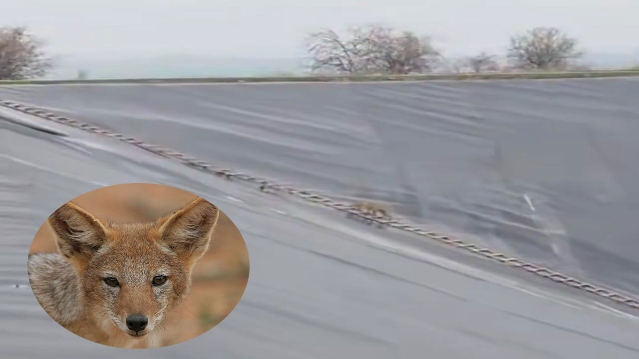 Şanlıurfa'da çakal operasyonu: İtfaiyenin merdiveniyle hayata tutundu