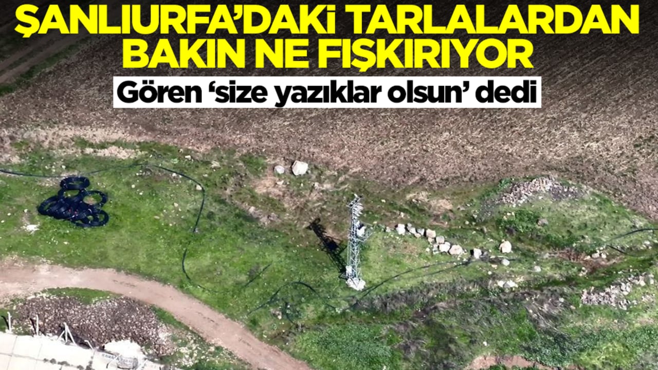 Şanlıurfa'daki tarlalardan bakın ne fışkırıyor: Size yazıklar olsun
