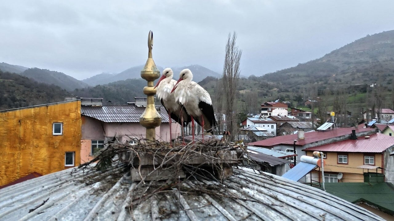 Sansarlar gitti, 25 yıldır gelmeyen leylekler geri döndü: Halk sevince boğuldu!