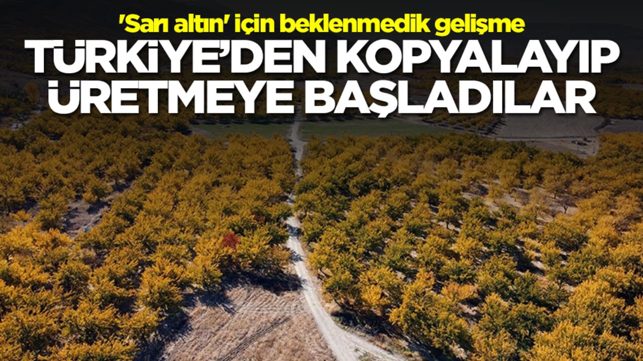 'Sarı altın' için beklenmedik gelişme: Avustralya Türkiye'den kopyalayıp üretmeye başladı