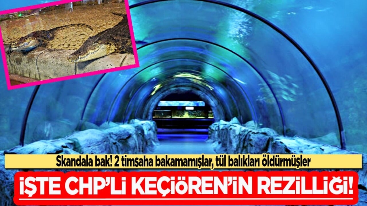 Skandala bak! 2 timsaha bakamamışlar, tül balıkları öldürmüşler: Deniz Dünyası Akvaryumu bakımsızlıktan çürüdü...