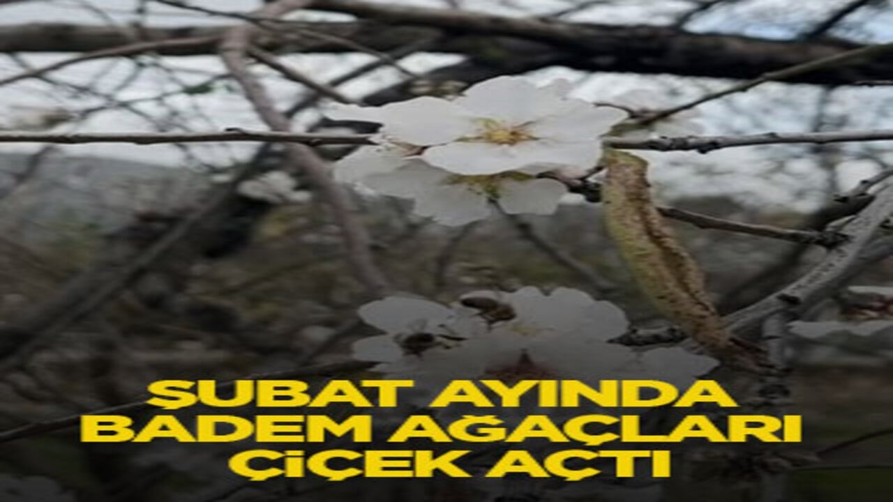 Şubat ayında badem ağaçları çiçek açtı