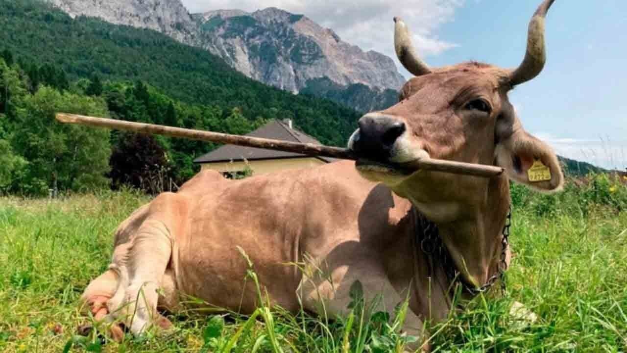 Süpürgeyle tarihe geçti: Veronika adlı inek bilim dünyasını şaşırttı