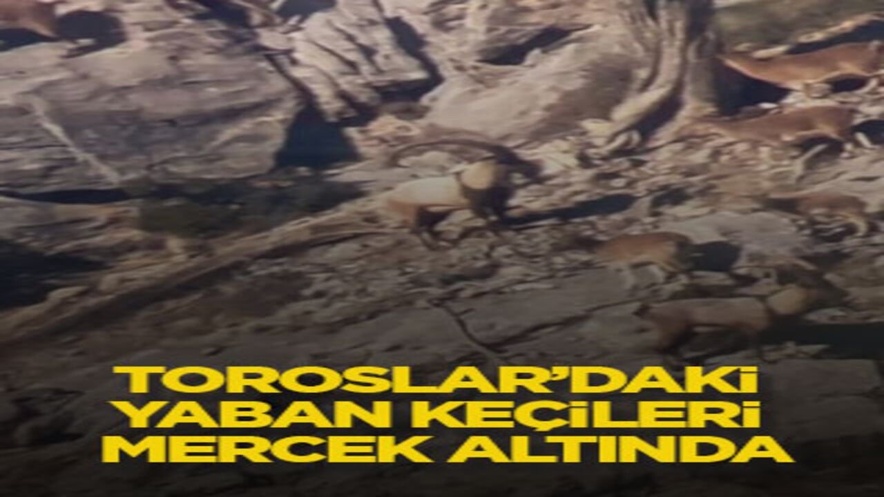 Toroslar’daki yaban keçileri mercek altında