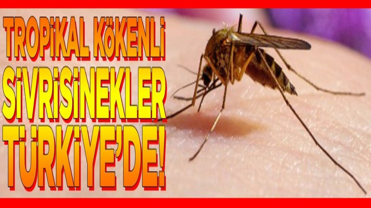 Tropikal kökenli sivrisinekler Türkiye'de
