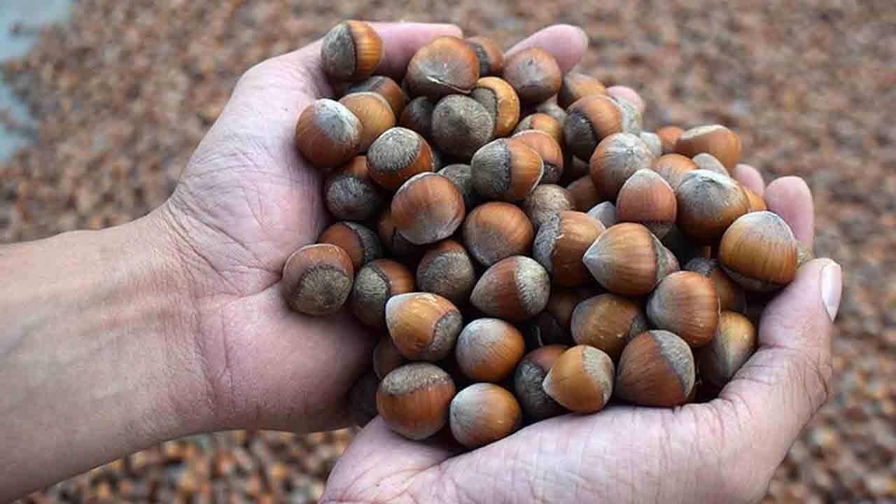Türk fındığı Hindistan’da patladı: İhracat 5 yılda yüzde 180 arttı