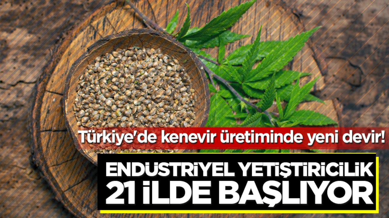 Türkiye'de kenevir üretiminde yeni devir! Endüstriyel yetiştiricilik 21 ilde başlıyor