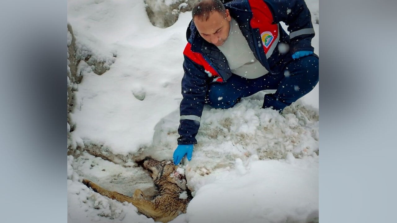 Yaralı kurda şefkat eli! Yol kenarında bulundu, tedavi altına alındı
