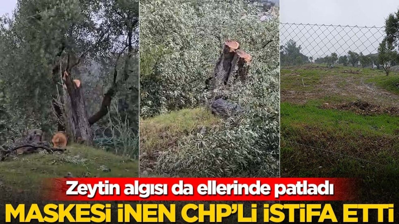 Zeytin algısı da ellerinde patladı! Maskesi inen CHP’li istifa etti