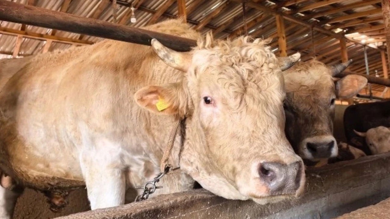 1,1 tonluk dev kurbanlık Paşa, 500 bin liraya satışa çıktı