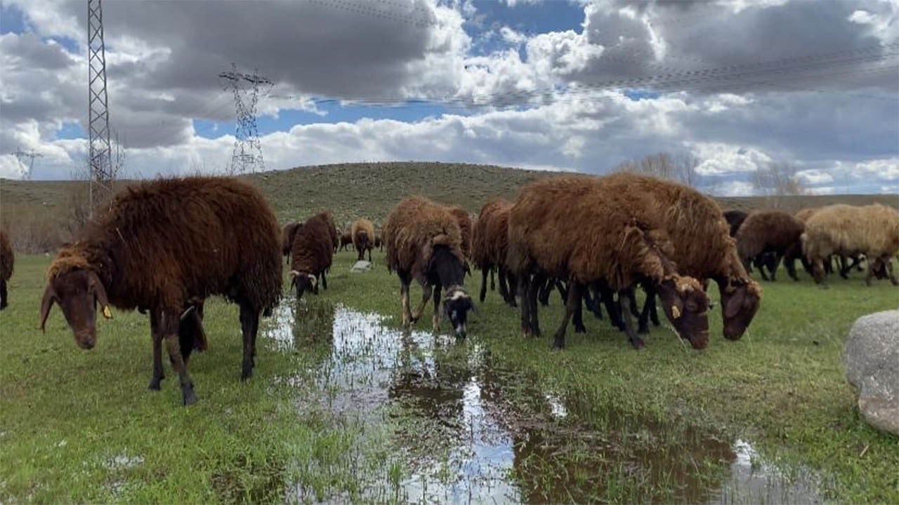 120 bİn lira maaşa koyun güdecek çoban yok