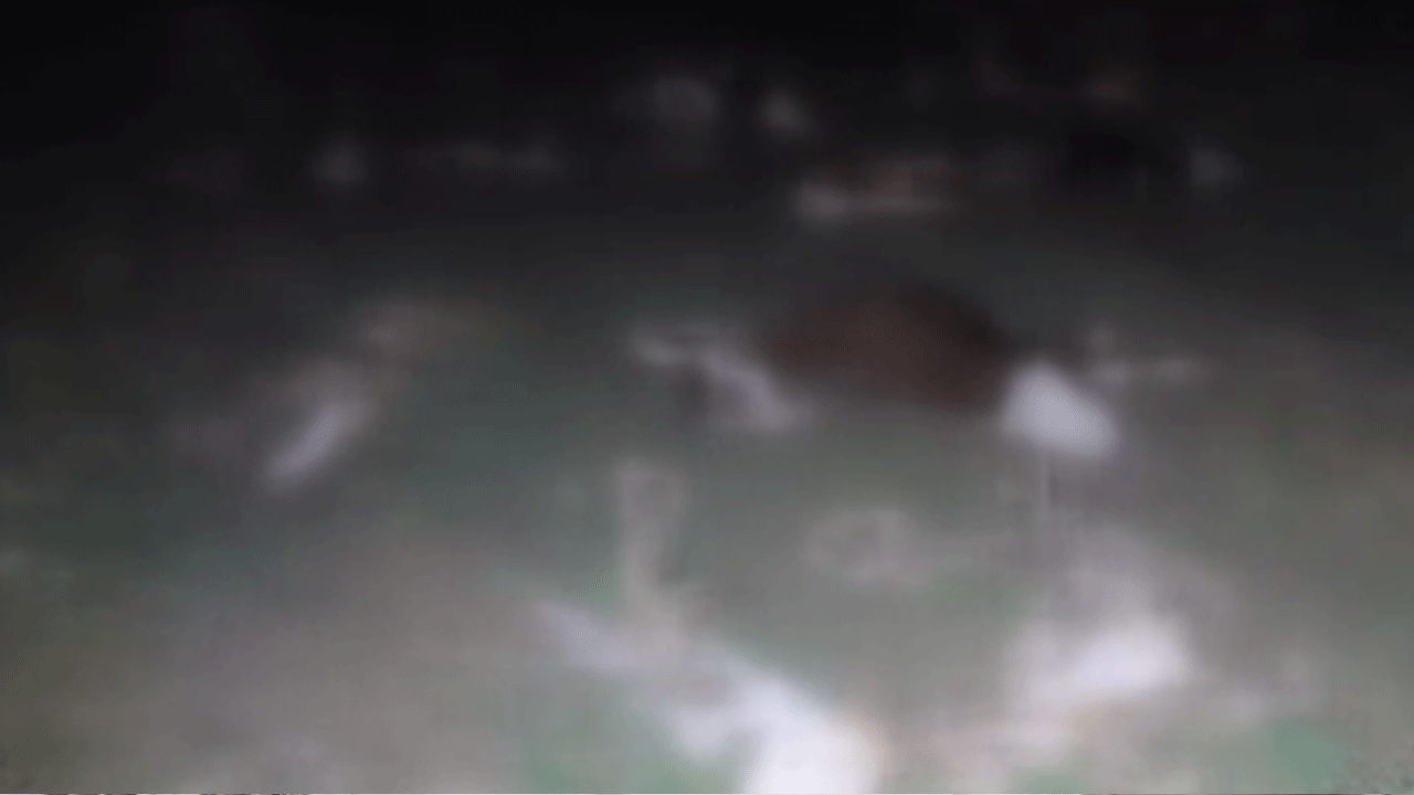 13'ü birden ölü bulundu! Jandarman alarma geçti!