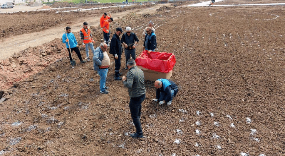 15 bin gül fidanı toprakla buluşuyor