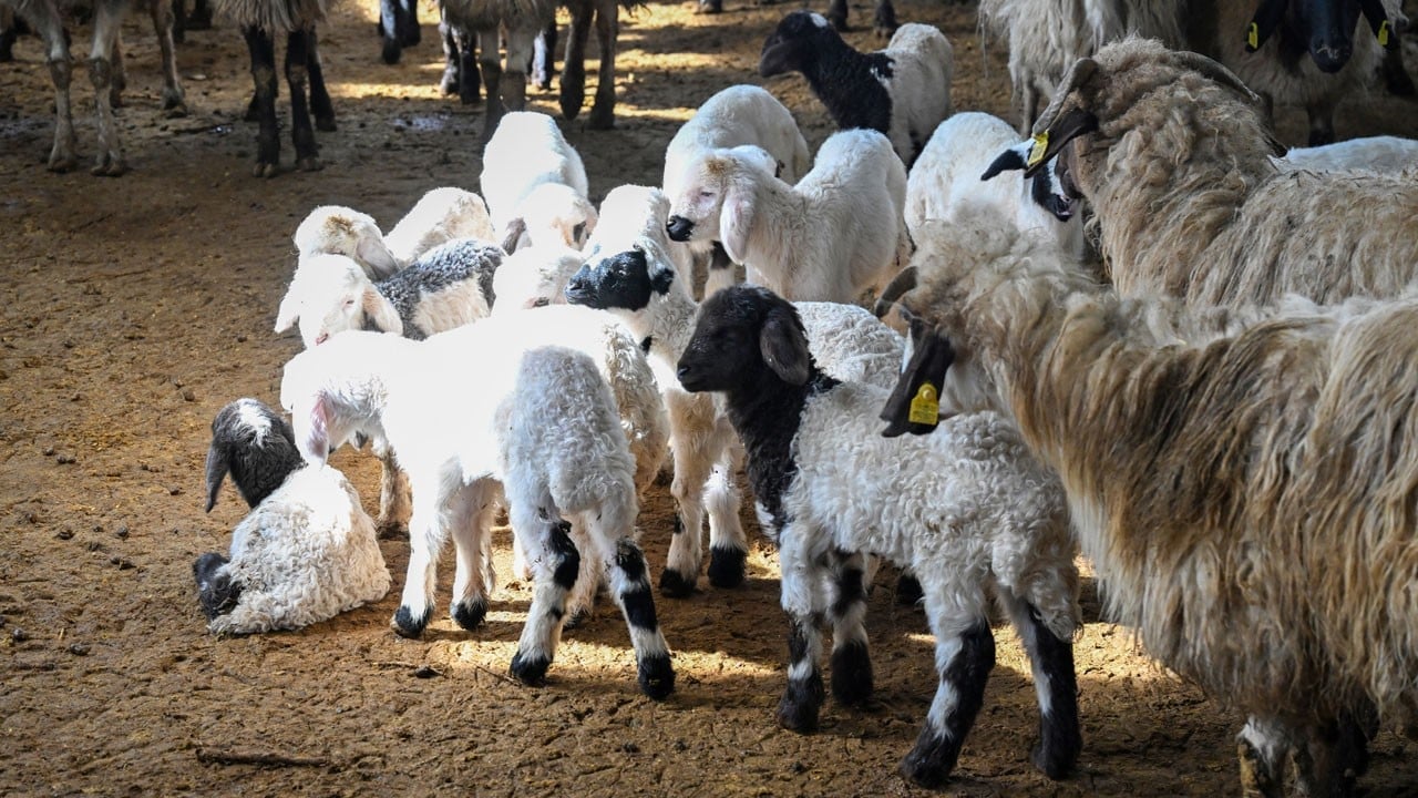 150 bin hayvan desteği bölgeyi hareketlendirdi