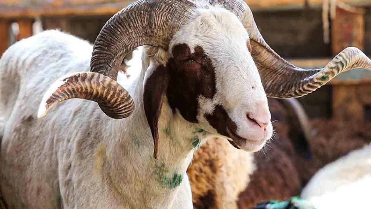 2026 kurbanlık fiyatları açıklandı: Büyükbaş ve küçükbaş kaç lira?