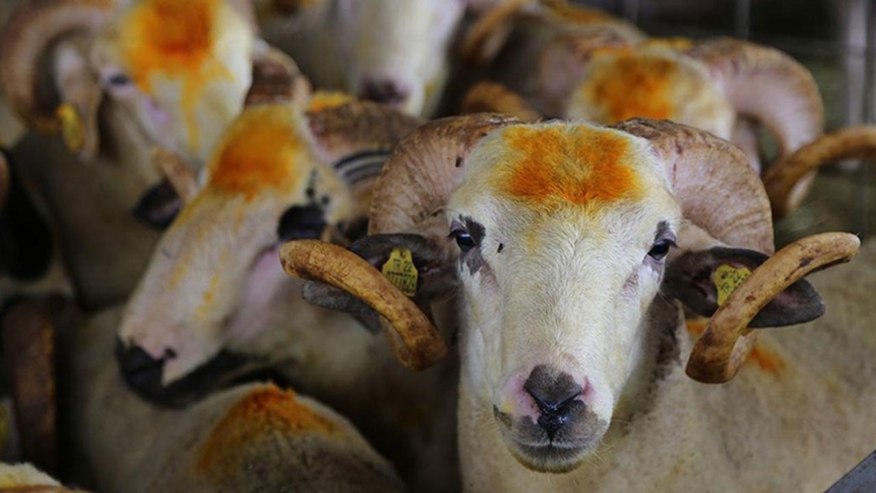 2026 kurbanlık fiyatları ne kadar?