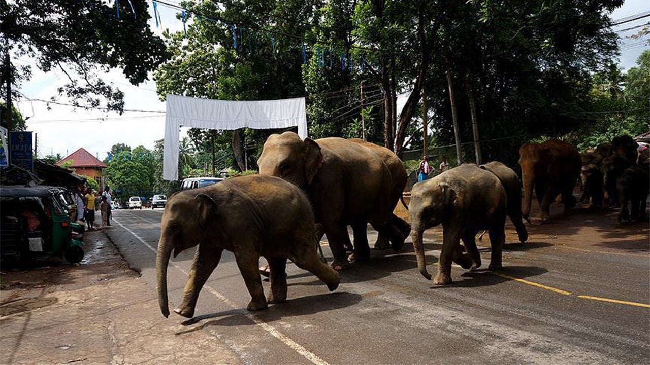 43 fil kabus yaşattı 4 ölü